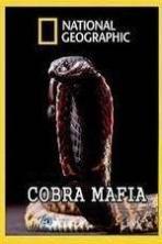 National Geographic Cobra Mafia ( 2015 )